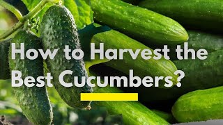 Everything you Need to Grow the Best Cucumbers in Kenya Successfully  Cucumbers Farming in Kenya [upl. by Anirtac]