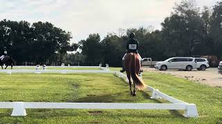 Ardeo Hennessy Training Dressage [upl. by Lyj347]