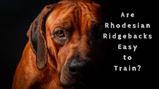 Are Rhodesian Ridgebacks Easy to Train [upl. by Noeruat196]