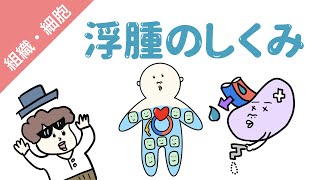 浮腫のメカニズム（４つの原因） [upl. by Lutero]