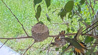 Hummingbird Chicks Hurry for Food Ignoring Siblings Fate Moms Displeased babyhummingbirds [upl. by Clary]