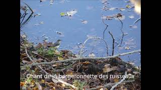 Chant de la bergeronnette des ruisseaux  Song of the gray wagtail [upl. by Tana935]