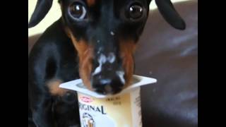 Crusoe Dachshund LOVES Yogurt Cuteness Alert [upl. by Assennav]