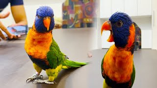 Beautiful Talking Parrot Lorikeet Parrot Sound  Lorikeet Talking Parrot Loriini [upl. by Fay399]