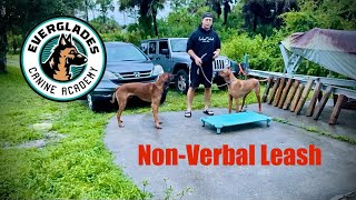 NonVerbal Leash Pressure  Rhodesian Ridgeback  Naples FL [upl. by Clayson]