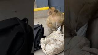 Monkey funny video 🤣 Mischievous Monkey stealing  shorts monkey funny youtubeshorts comedy [upl. by Atalie]