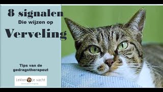 Deze signalen wijzen erop dat je kat zich verveelt [upl. by Siderf]