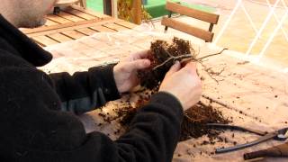 Transplante de bonsai de Robinia Pseudoacacia [upl. by Einnahc]