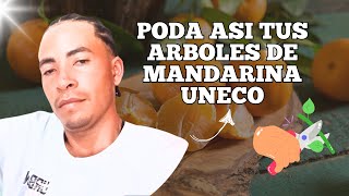 ✔Poda en Arbol de Mandarina Uneco  agricultura poda mandarinauneco [upl. by Roleat774]