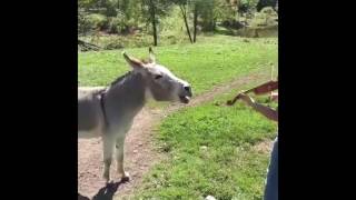 Best Donkey Song  Donkey singing to music [upl. by Siulesoj438]