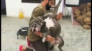 Pitbulls VS Man In Punjab Latest video 2019 [upl. by Janaye]