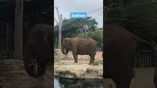 Multi tasking at Taronga Zoo sydney [upl. by Inalak]