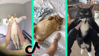 Wakey wakey it’s time for school tiktok cat compilation [upl. by Aeuhsoj811]