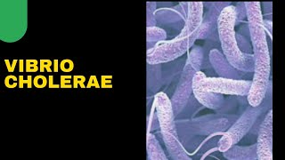 VIBRIO CHOLERAE  Cholera  microbiology  WIDAL TEST  cultural characteristics [upl. by Leotie731]