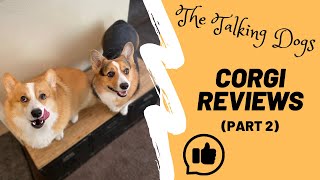 Corgis review viral TikTok video pt 2  Hammy and Olivia [upl. by Colwin]