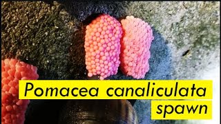 Pomacea canaliculata spawn  Cherry snails are laying pink eggs [upl. by Onirotciv]