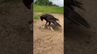 Amazing hawk eagle hunting bird youtube birdhunting youtubeshorts hunting birds youtuber [upl. by Fisk175]