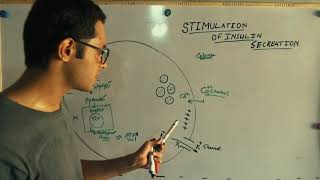 Insulin Secretion from Pancreatic BetaCells UrduHindi GlucoseStimulated Secretion [upl. by Mada]