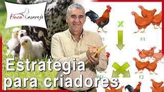 Cómo mejorar la línea en las gallinas estrategia para criadores [upl. by Cutlerr]