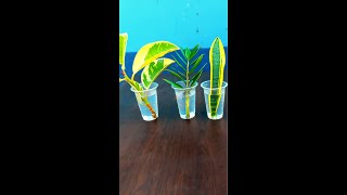 different indoor plants from cuttings in waterindoorgardeningviralvideoシcompositeIdea Grafting [upl. by Alber479]