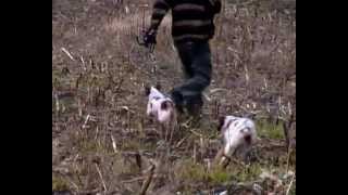 EPAGNEUL BRETON KENNEL quotOD BAKICA UMKAquot  OUR DOGS ON TRAINING [upl. by Aziul]