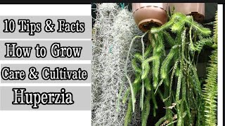 10 Tips on How to Care Cultivate amp Grow Tassel Ferns  Huperzia Species [upl. by Yreffej]