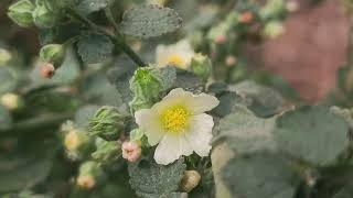 Flowers of Sida cordifolia [upl. by Yong]