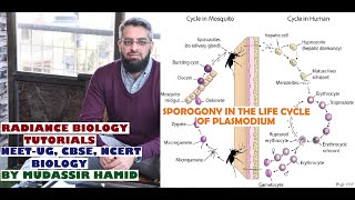 Sporogony In Malarial Parasite [upl. by Asselem]