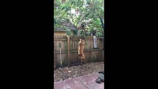 Belgian Malinois high jump to spring pole [upl. by Ausoj]