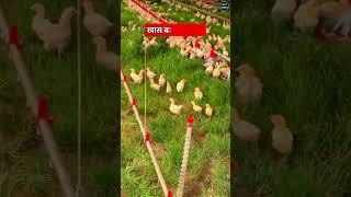 मुर्गियों को पालने का अनोखा तरीका Mobile Chicken Coops [upl. by Barrus]