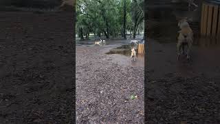 Fun day in the swamp dog hound florida shorts rainyday [upl. by Webb216]