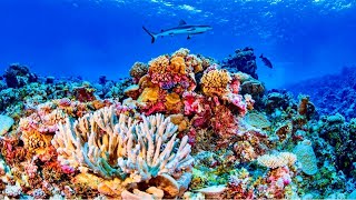 Snorkeling en Roatan Honduras Ruta en crucero [upl. by Nahta213]