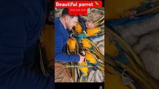 Bird of paradise care tips  BEAUTIFUL parrot 🦜♥️♥️ shortvideo parrot birds pets [upl. by Naejarual]