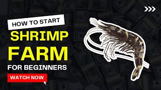 How to Start Shrimp Farming for Beginners  Prawns Farming Guide  Everything you need to know [upl. by Roban]