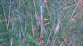 Grove of Giant Cedars Clearcut on Northern Vancouver Island [upl. by Von240]