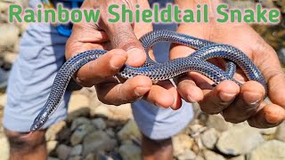 7 रंग वाली एक सुंदर साबुन 🐍 Rainbow Shieldtail Snake [upl. by Ecinna764]