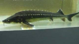 「ロシアチョウザメ（Russian sturgeon）」学名：Acipenser gueldenstaedtii [upl. by Xylon]