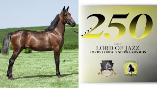 Lordy Lordy colt  East Coast Standardbred Yearling Sale Lot 250 [upl. by Onitnatsnoc]