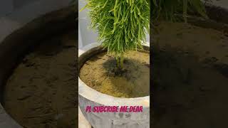 bassia scoparia best kochia plant🍀🌱viralvideo nature greentree growth garden beutifull sh [upl. by Berl113]