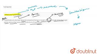 What are hydathodes   11  TRANSPORT IN PLANTS  BIOLOGY  PRADEEP  Doubtnut [upl. by Gothar]