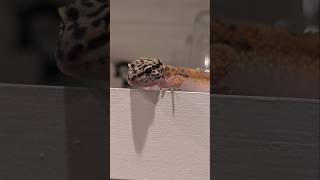 Geckos Are Awesome lizard gecko leopardgecko reptiles cute [upl. by Ajssatan91]