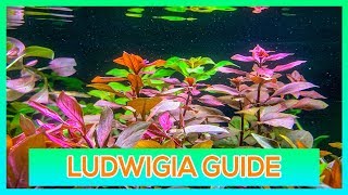 LUDWIGIA REPENS OVALIS SP RED  EASY STEM AQUARIUM PLANT GUIDE [upl. by Ahsinid]