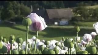 Mohn  Blume des Schlafs Teil 2 [upl. by Obed]