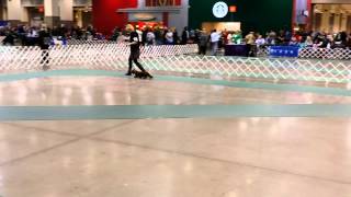 Long Haired Dachshunds in the SKC Show Ring [upl. by Luahs620]