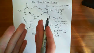 The Heme Group and Hemoglobin Part 1 [upl. by Yelsiap]