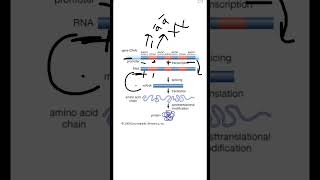 Intron and Exons biology students science neet youtubeshorts [upl. by Youlton]