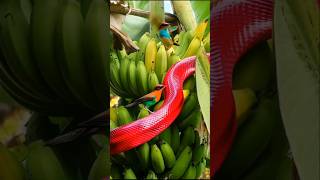 red pit viper hunting shortvideo [upl. by Arsi]