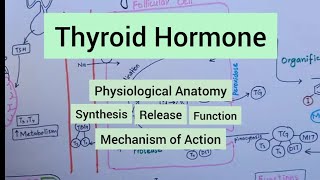 Thyroid Hormone  Synthesis amp Release  Functions  Regulation  Mechanism of Action [upl. by Essenaj]