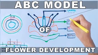 ABC Model of Flower Development [upl. by Scherle]