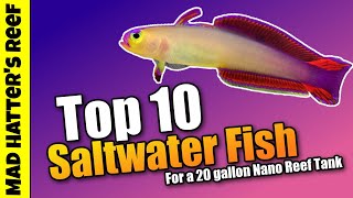 Top 10 Saltwater Fish for a 20 Gallon Nano Reef Tank [upl. by Nayab]